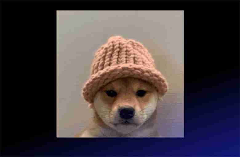  WIF Meme 代币值得投资吗？2025年潜力如何？